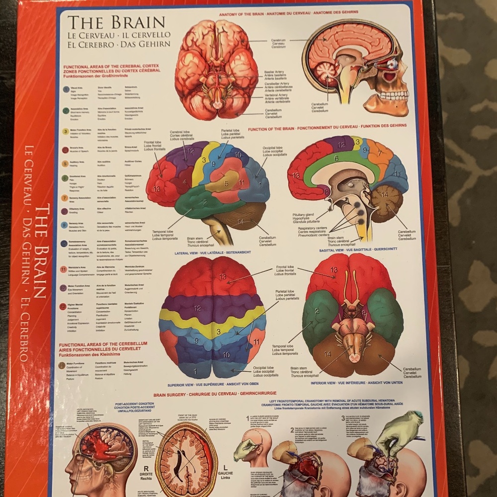 1000 piece puzzle of the brain